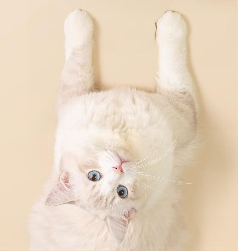 DuckFun™ | Interaktiver Mini-Futterspender für Haustiere