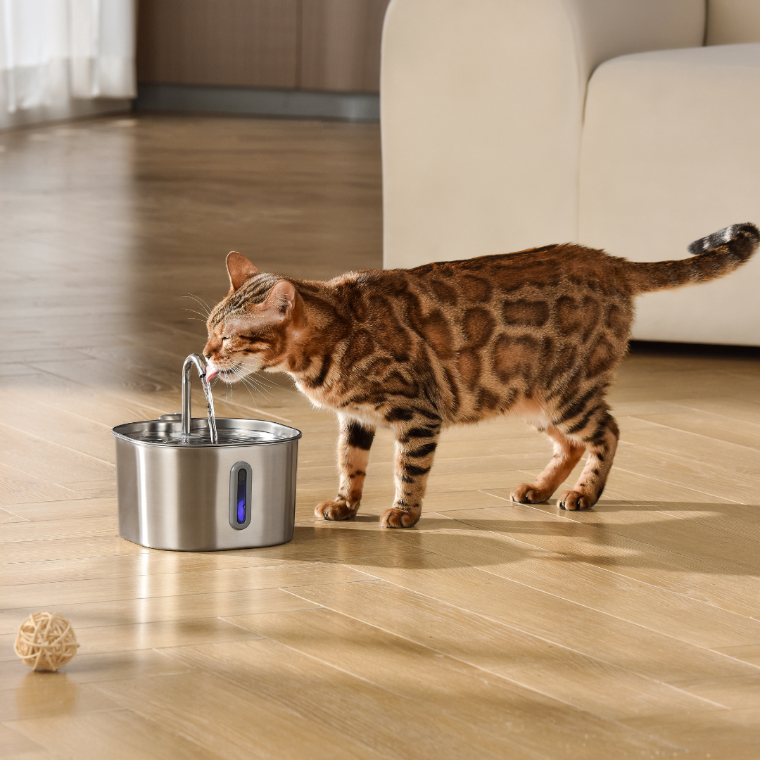 KittySpout™ | 2,2-Liter-Trinkbrunnen-Set für 2 Monate