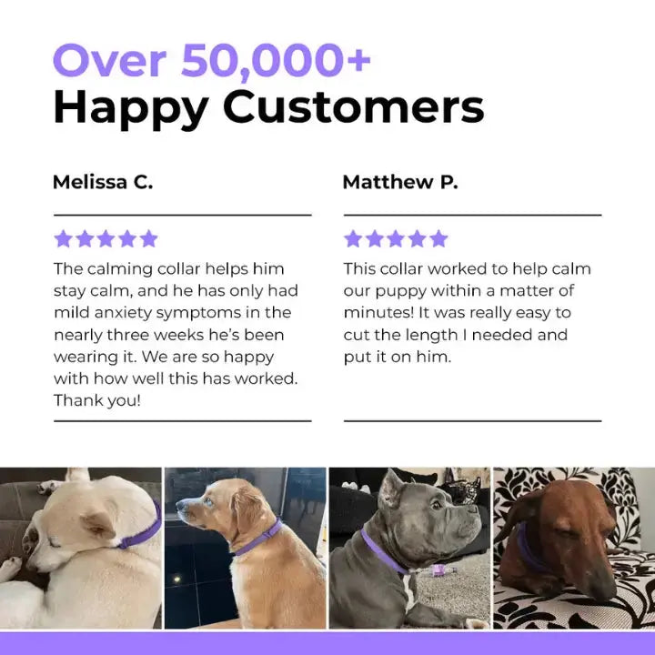 CalmPaw™ – Komfortables Hundehalsband für entspannte Spaziergänge