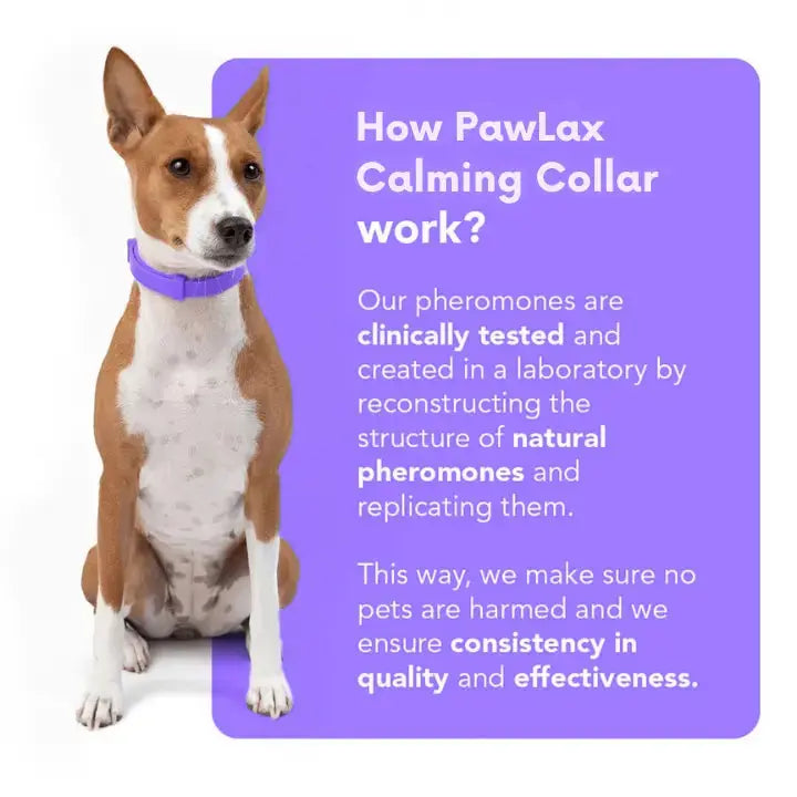 CalmPaw™ – Komfortables Hundehalsband für entspannte Spaziergänge