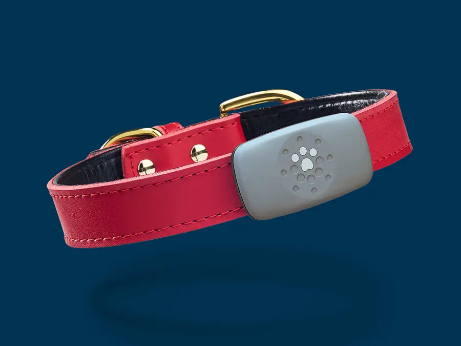 Petivity Smart GPS + Aktivitätstracker für Hunde