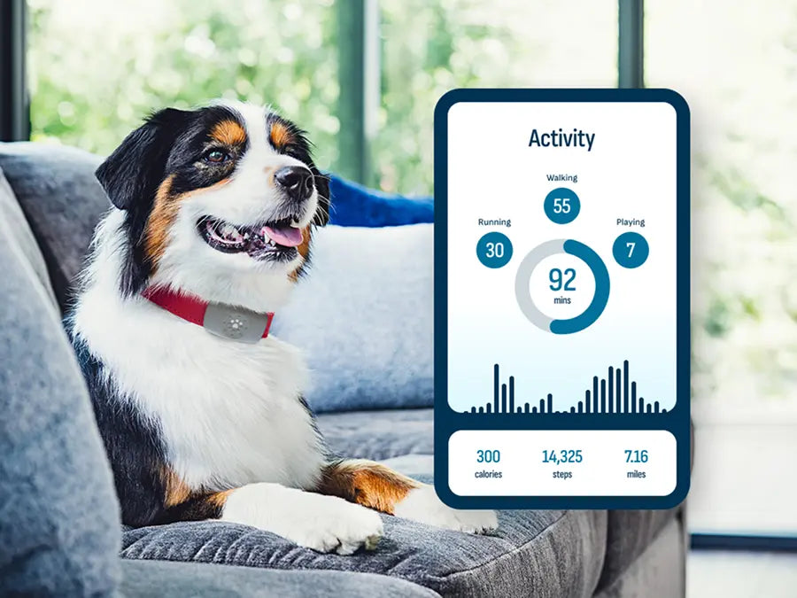Petivity Smart GPS + Aktivitätstracker für Hunde