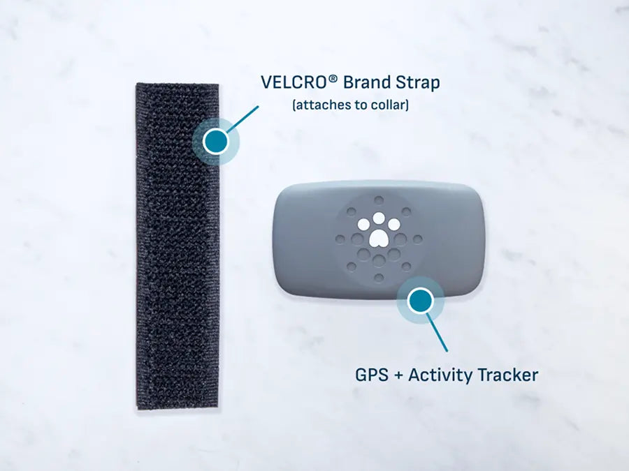 Petivity Smart GPS + Aktivitätstracker für Hunde