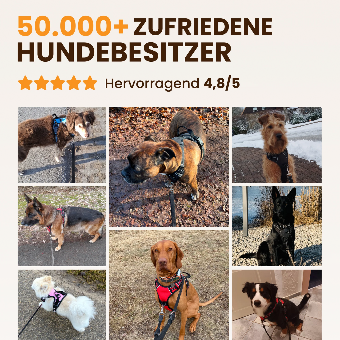 PawBalance™ – Ergonomisches Hundegeschirr für entspannte Spaziergänge
