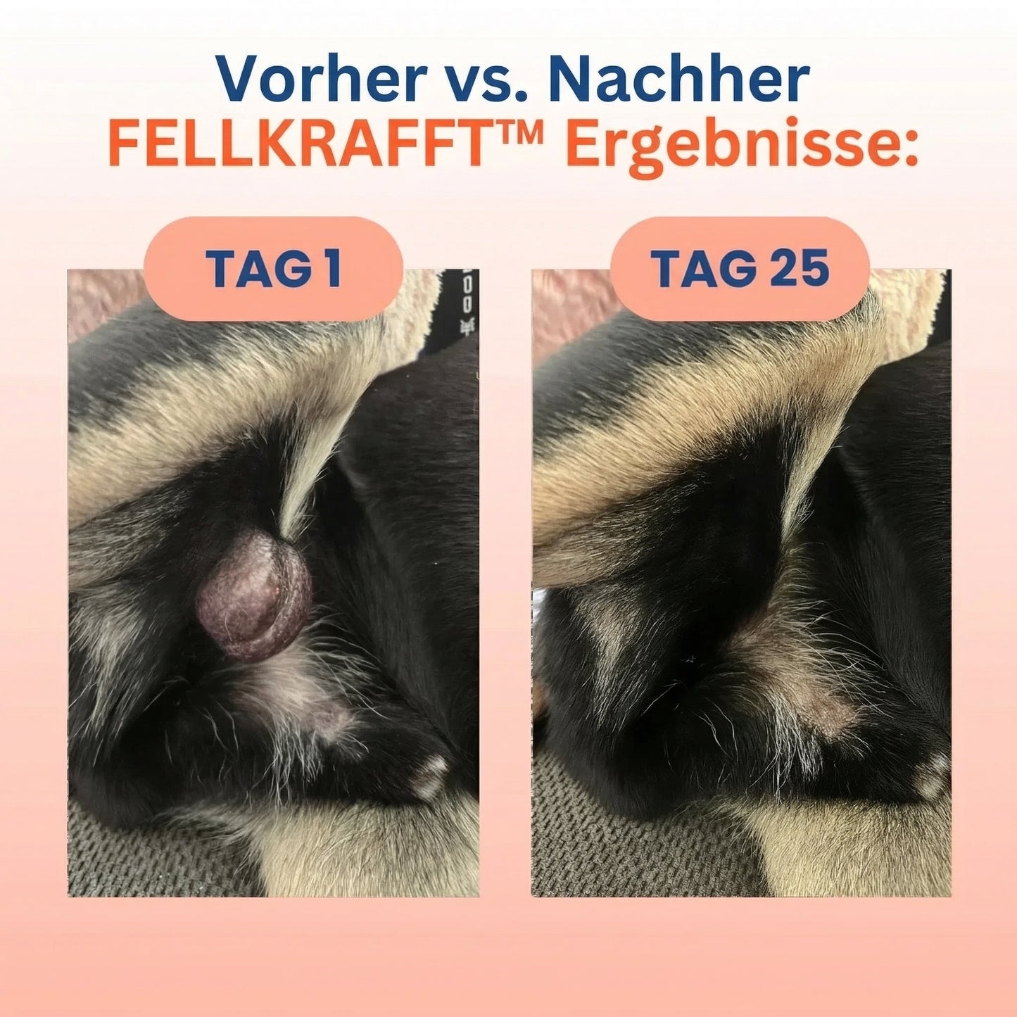 1+1 GRATIS | Fellkraft® Turkey Tail Heilpilz + Probiotika