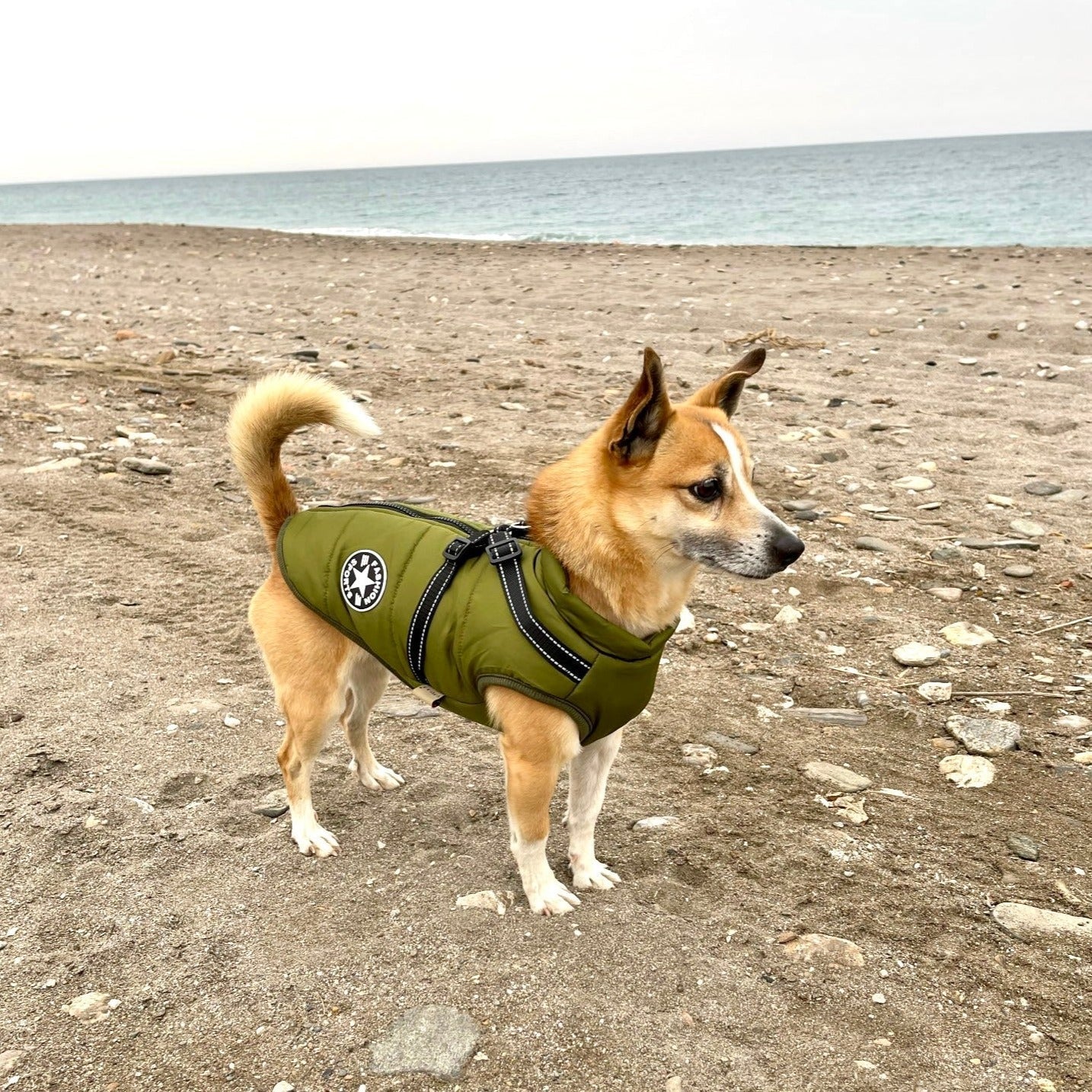 Hund 3-in-1 Jacke