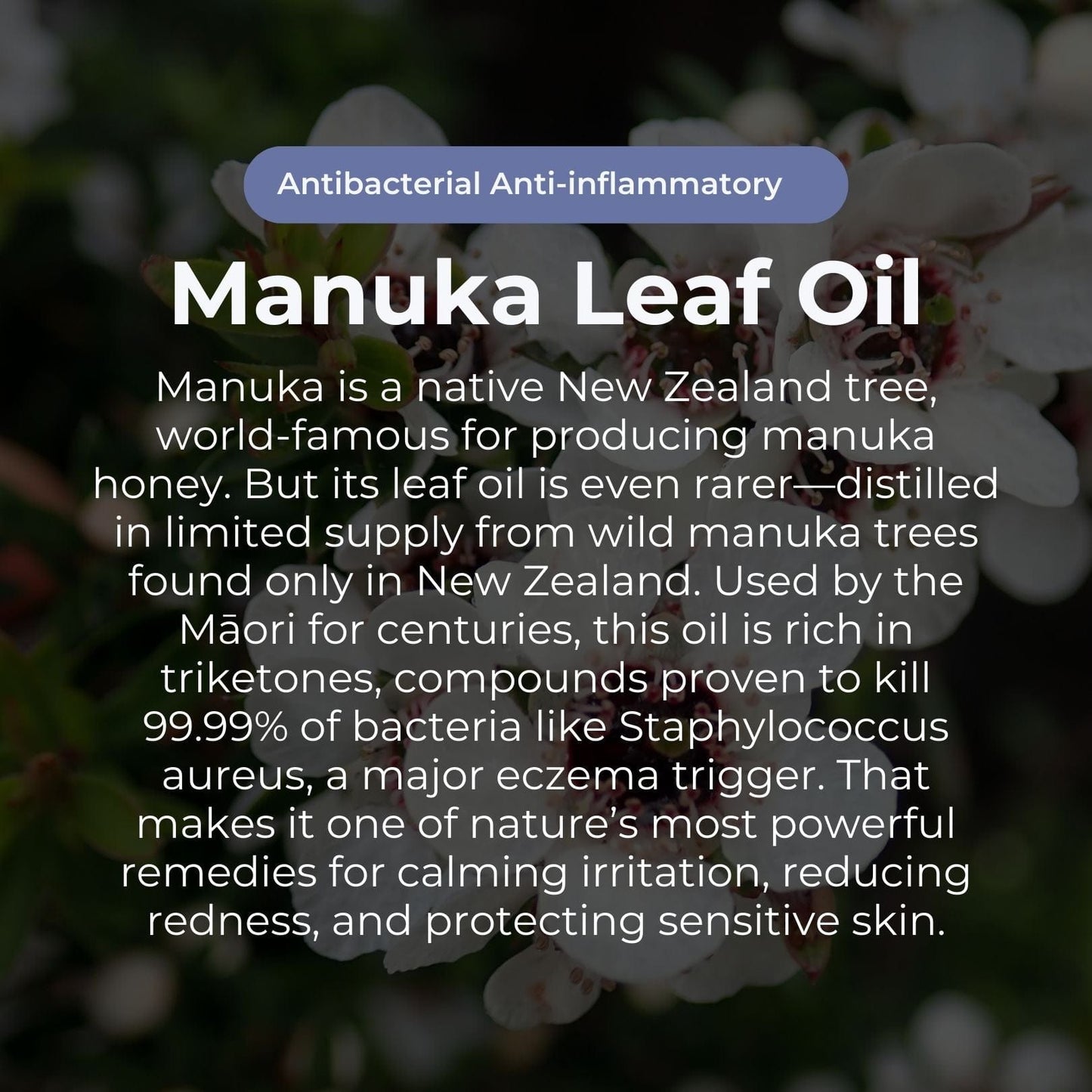 Miracle Manuka | Wunderbare Manuka-Tagescreme für trockene und juckende Haut | 100 g